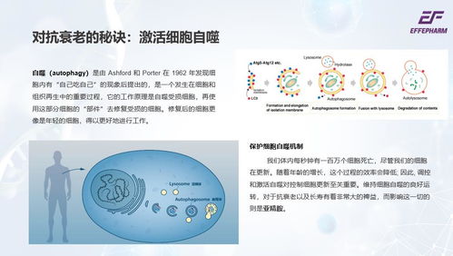 亚精胺全球稳定生产厂家高含量更好吸收